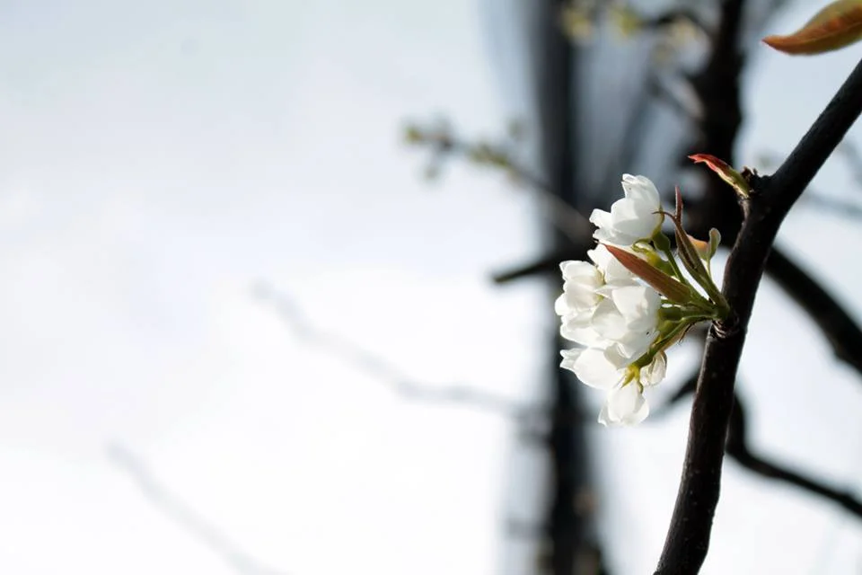 fiori di aky